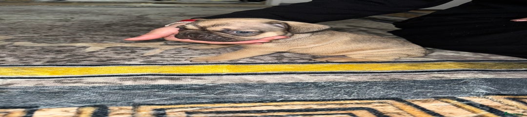 French Bulldog Puppy 3