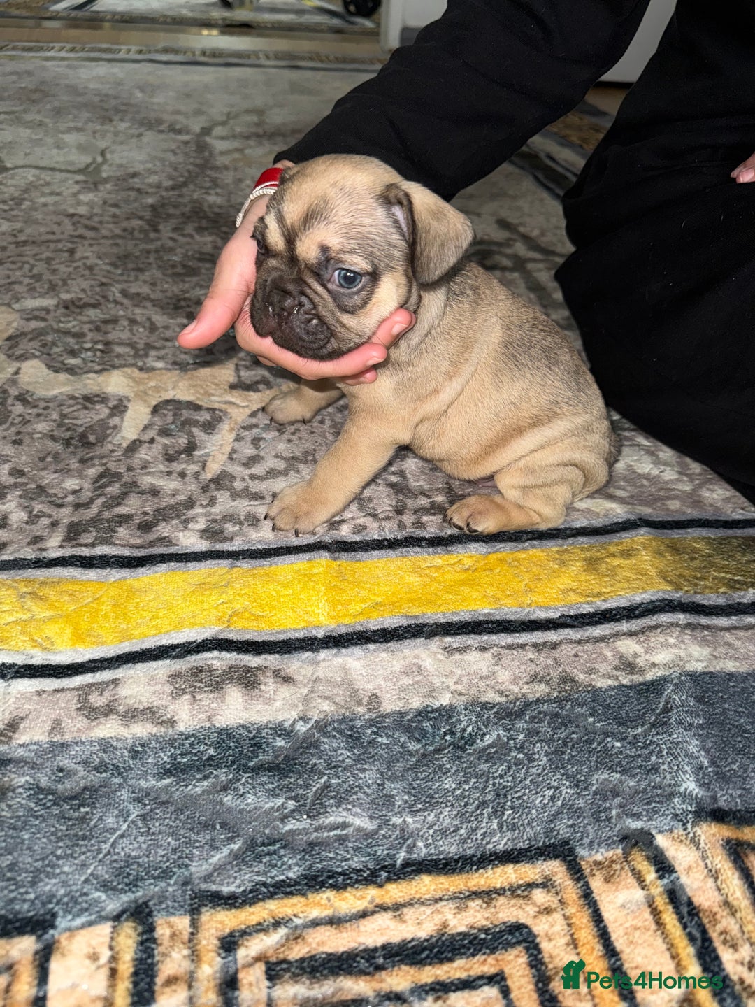 French Bulldog dogs for sale: 4 Little puppy original french bulldog 3 girls1 bo - Image 7