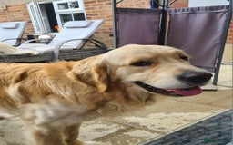 Golden Retriever dogs for stud: KC Golden Retriever for Stud - Image 4