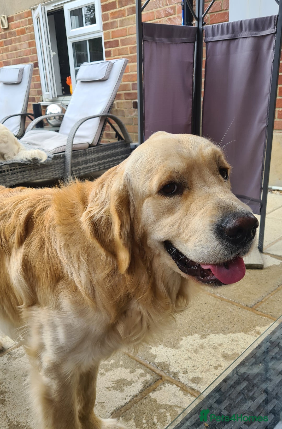 Golden Retriever dogs for stud: KC Golden Retriever for Stud - Image 4