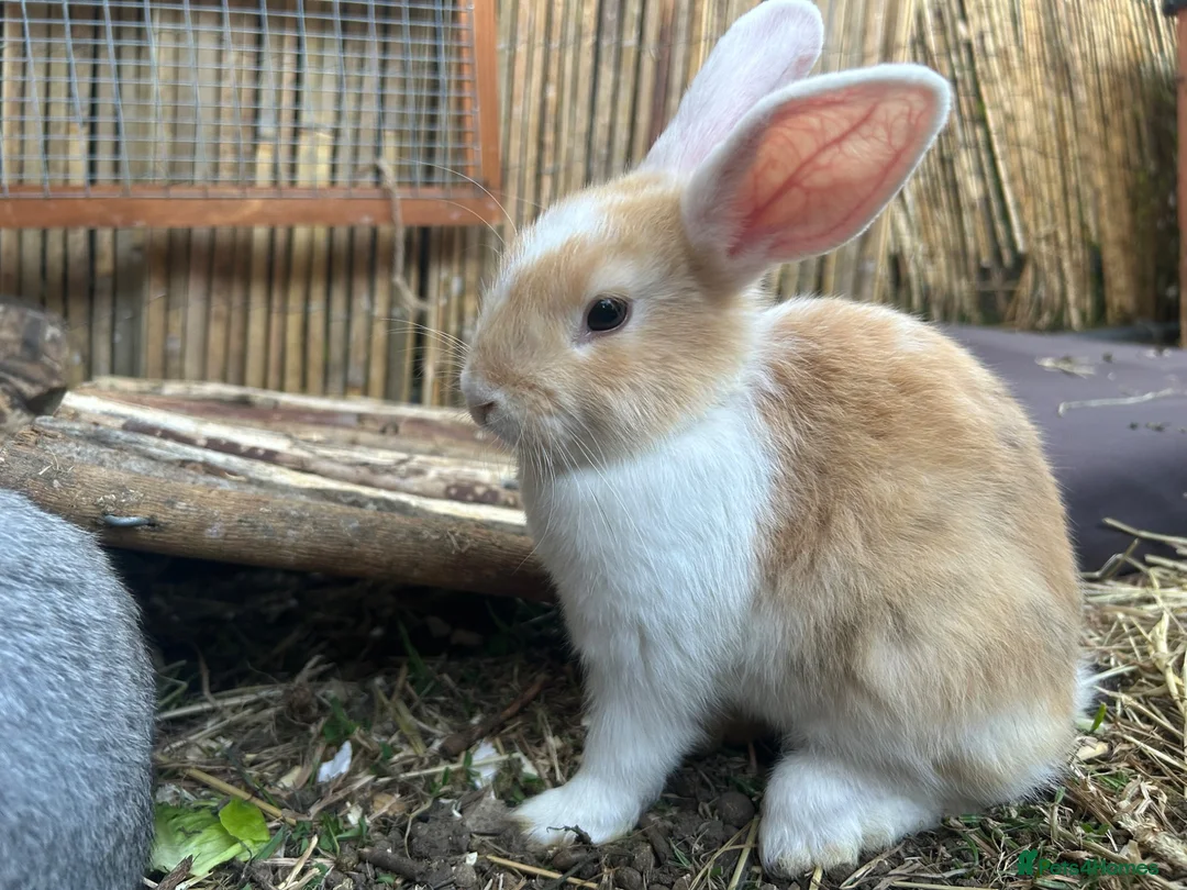 Mixed Breed rabbits for sale: Mixed litter of rabbits  in Saffron Walden - Advert 2