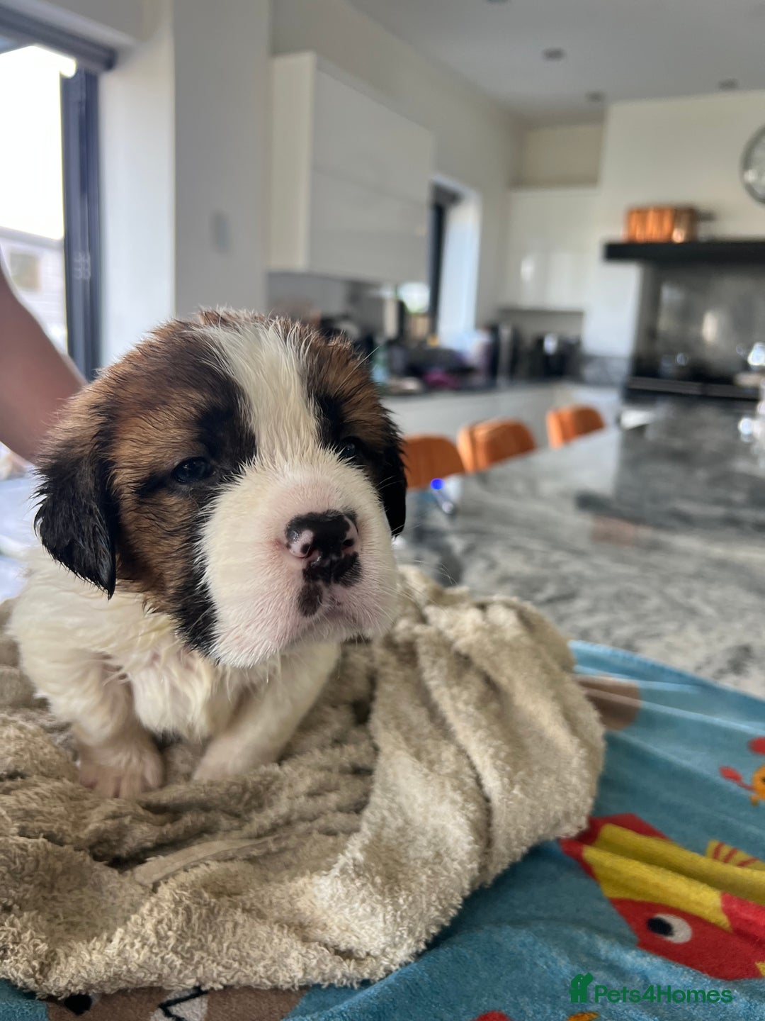 Saint Bernard dogs for sale: KC Registered St. Bernards For Sale! - Image 16
