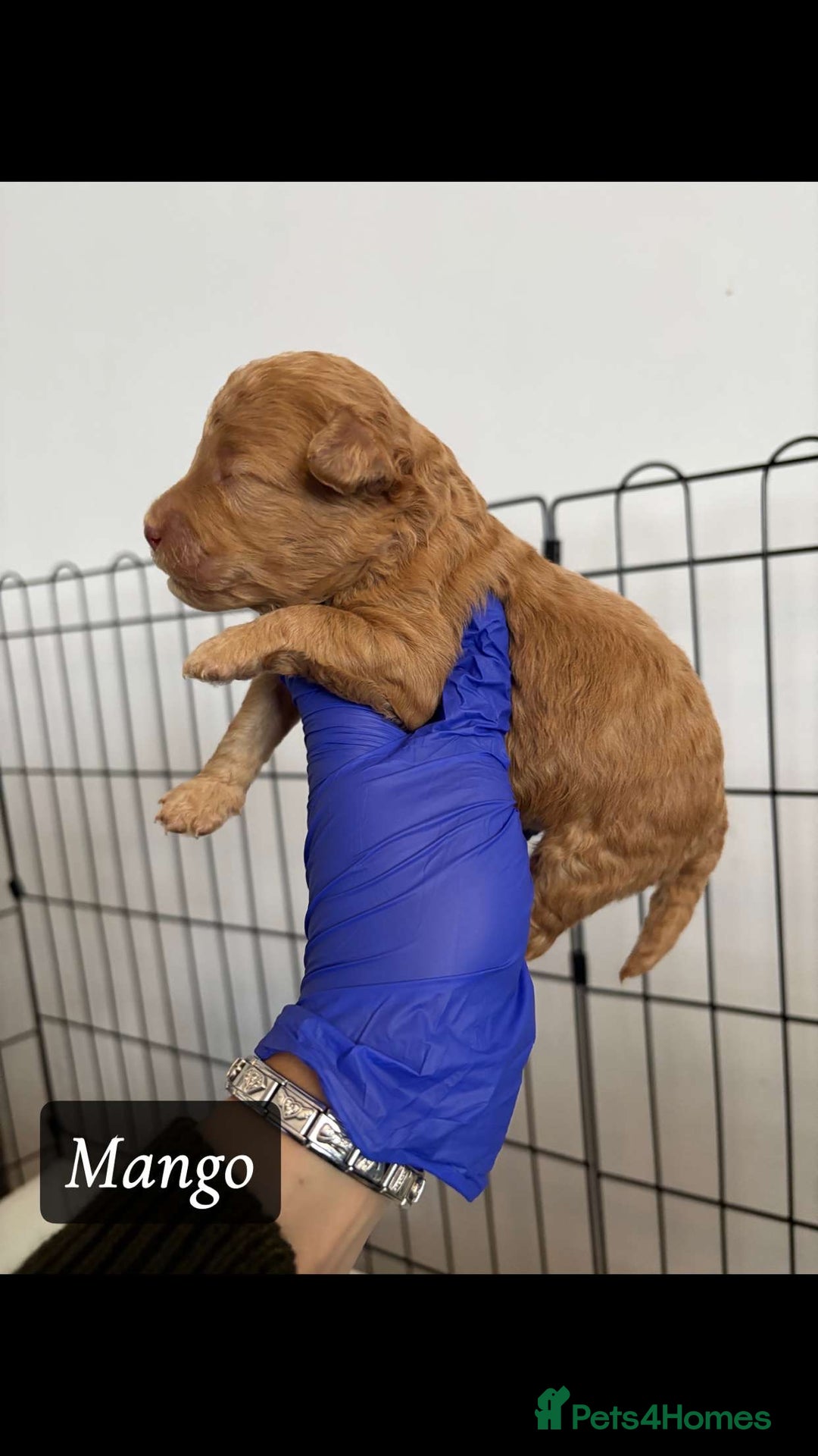 Cockapoo dogs for sale: toy cockapoo pups - Image 3
