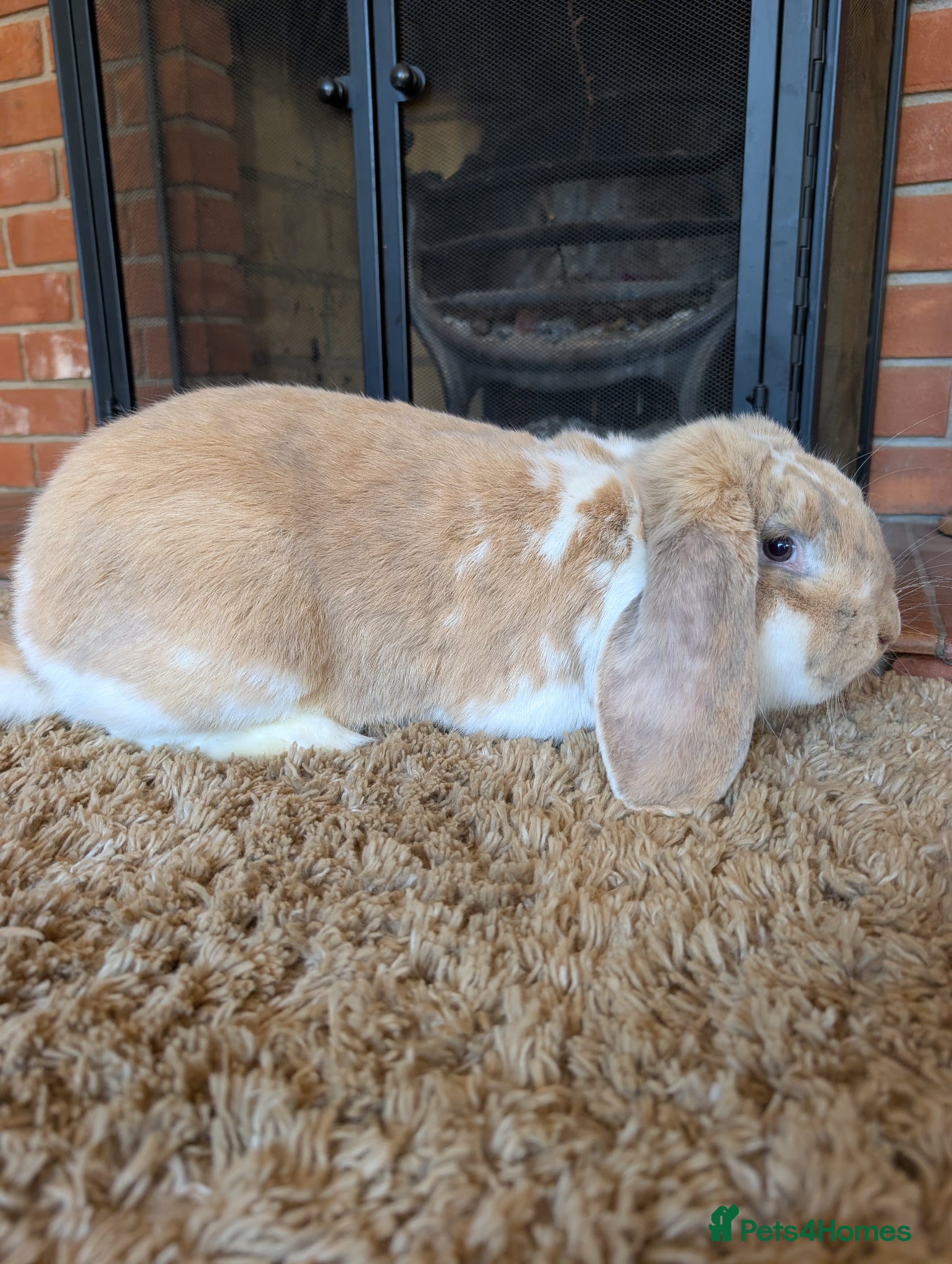 French Lop rabbits French Lop Buck  - Advert 3