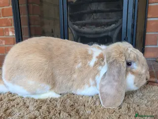 French Lop rabbits French Lop Buck - Advert 1