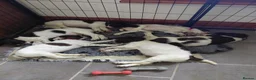 English Springer Spaniel dogs for sale: English Springer Spaniel  - Advert 3