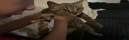 Mixed Breed cats for sale: British shorthair x Tabby boy - Advert 4