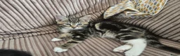 Mixed Breed cats for sale: Happy Kittens for Sale in Tadley - Advert 2