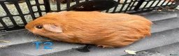 Guinea Pig rodents for sale: Baby Californian guinea pigs for sale  - Advert 3