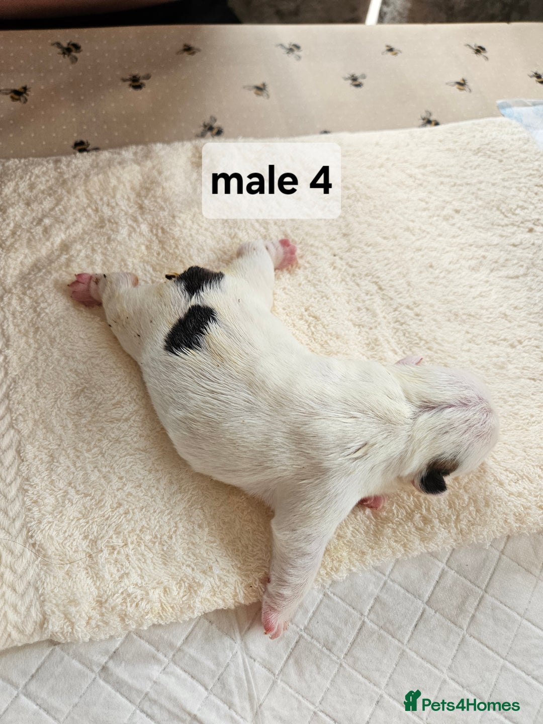 English Bulldog dogs for sale: Kennel club registered English bulldog puppies  - Image 14