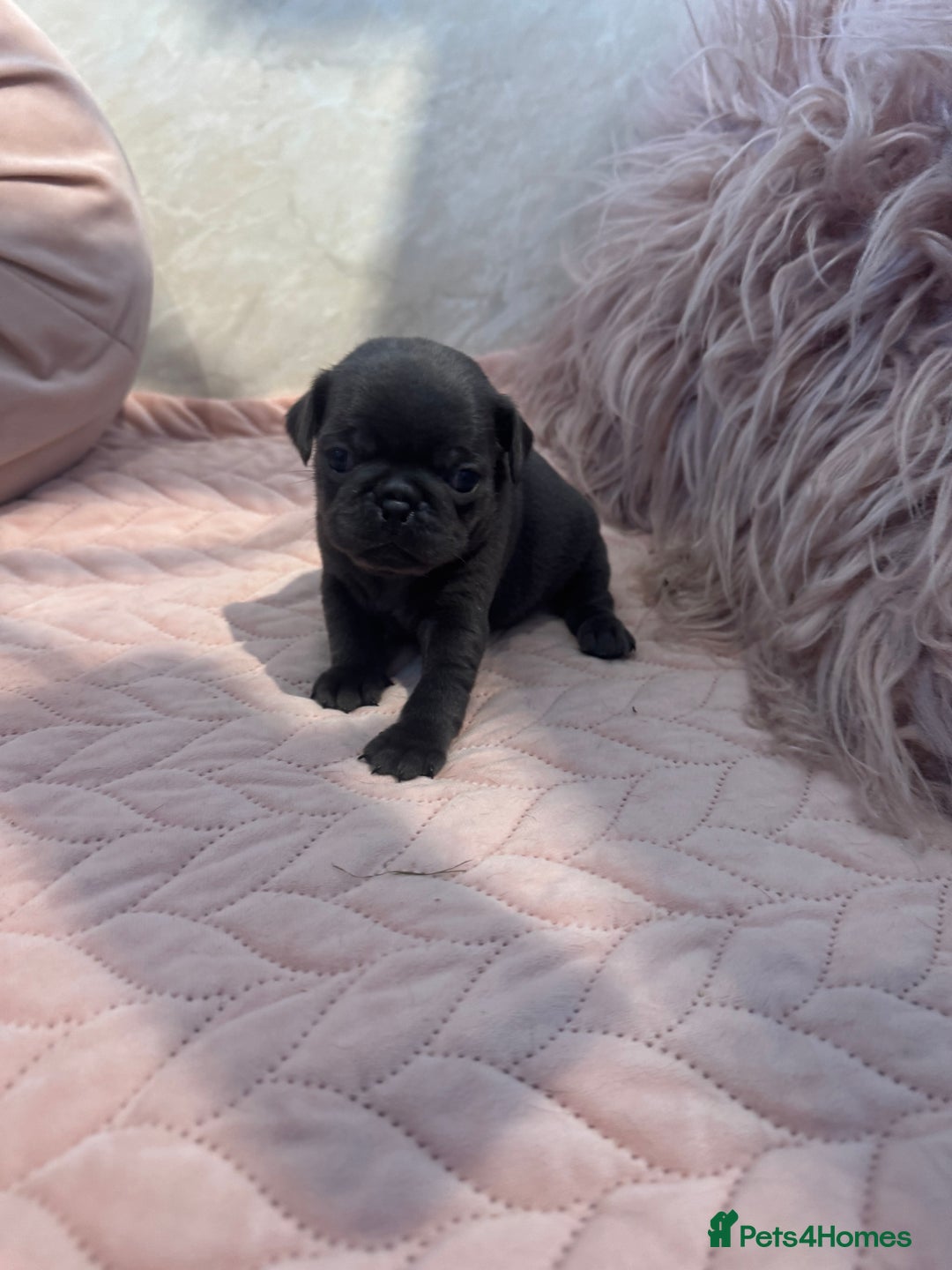 Pug dogs for sale: Only 2 left! Rare coloured pug puppies available  - Advert 20