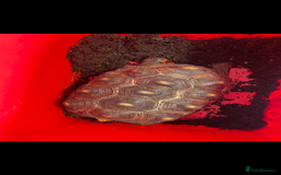 Tortoise reptiles for sale: Red footed tortoise  - Image 2