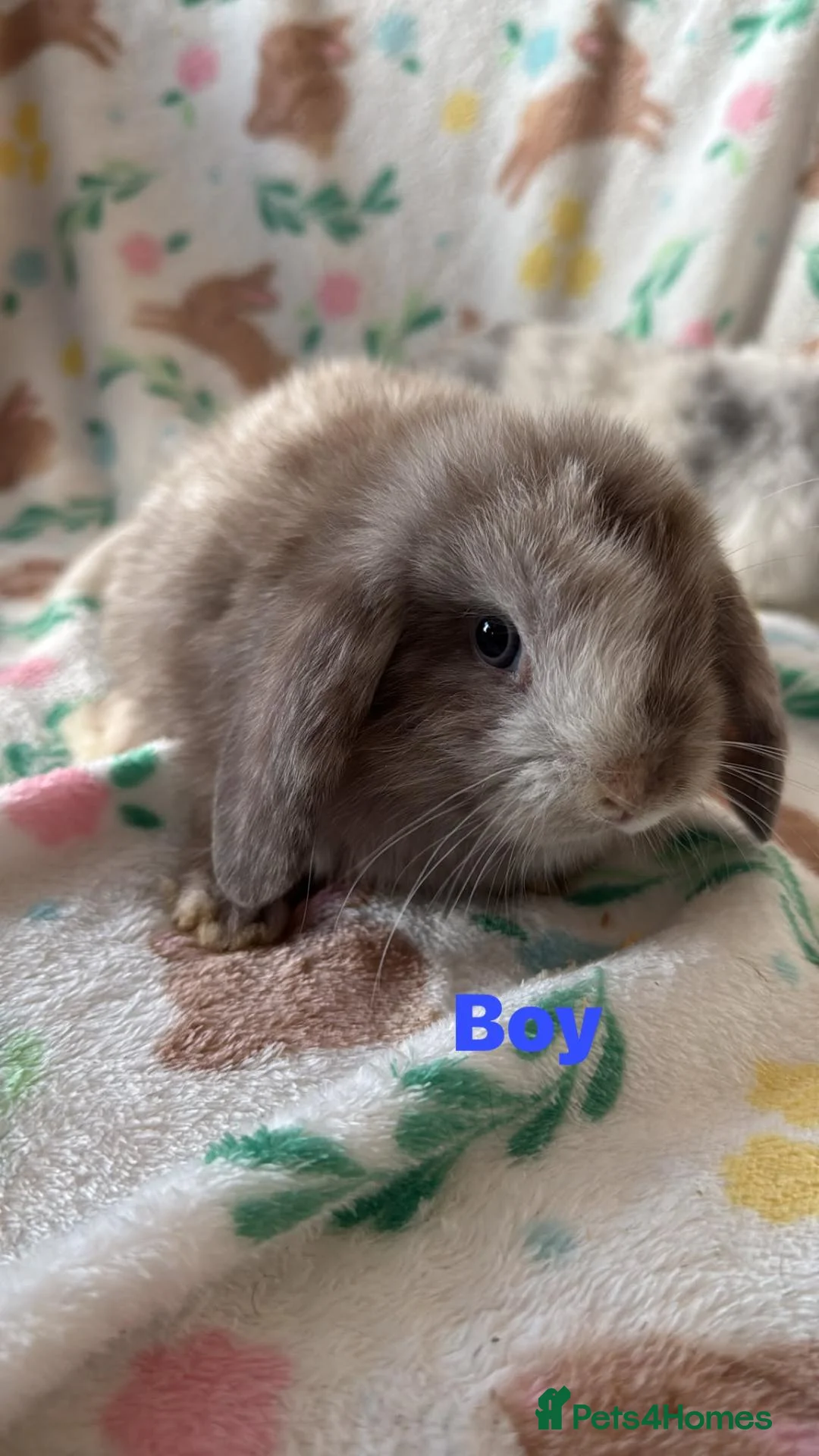 Mini Lop rabbits for sale: Adorable mini lops - Advert 2