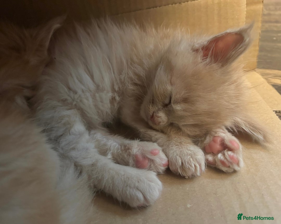 Maine Coon cats for sale: Beautiful big cream boys - Image 11