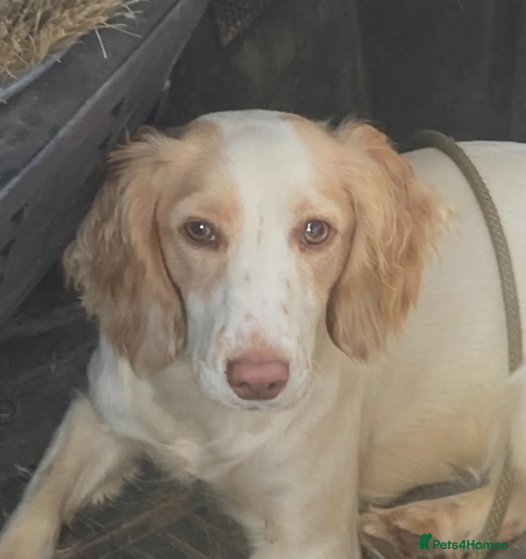 Cocker Spaniel dogs for sale: 💥 KC Registered, Health checked Cocker Spaniels💥 in Ipswich - Advert 14