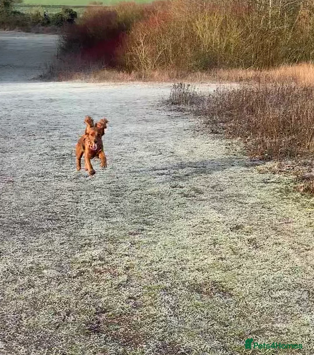 Cocker Spaniel dogs for sale: Working cocker pups due,  ready for spring - Advert 9