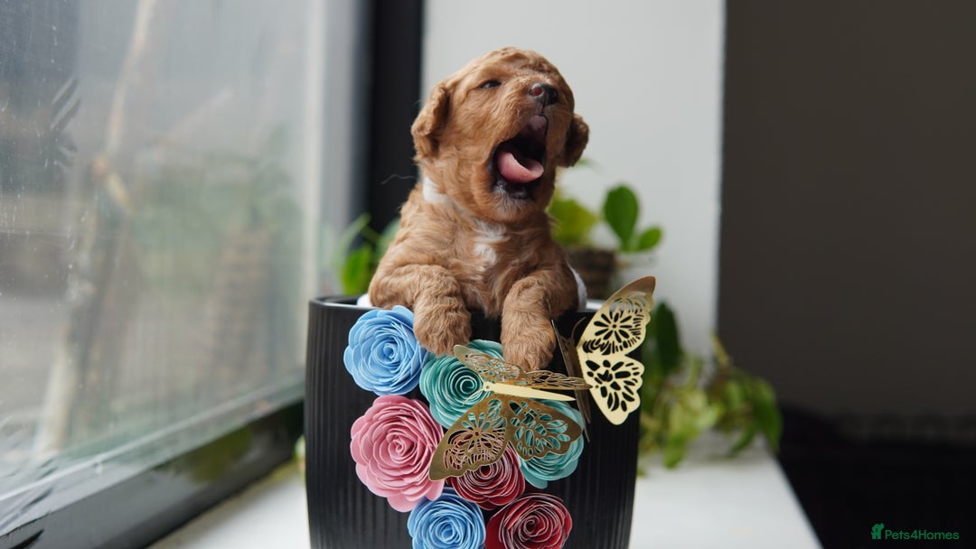 Cavapoo dogs for sale: Beautiful toy Cavapoo puppies 🐶 🐾 - Image 21