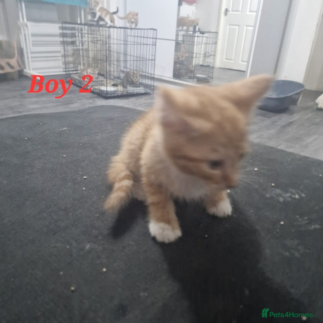 Mixed Breed cats for sale: Beautiful kittens for sale - Image 17
