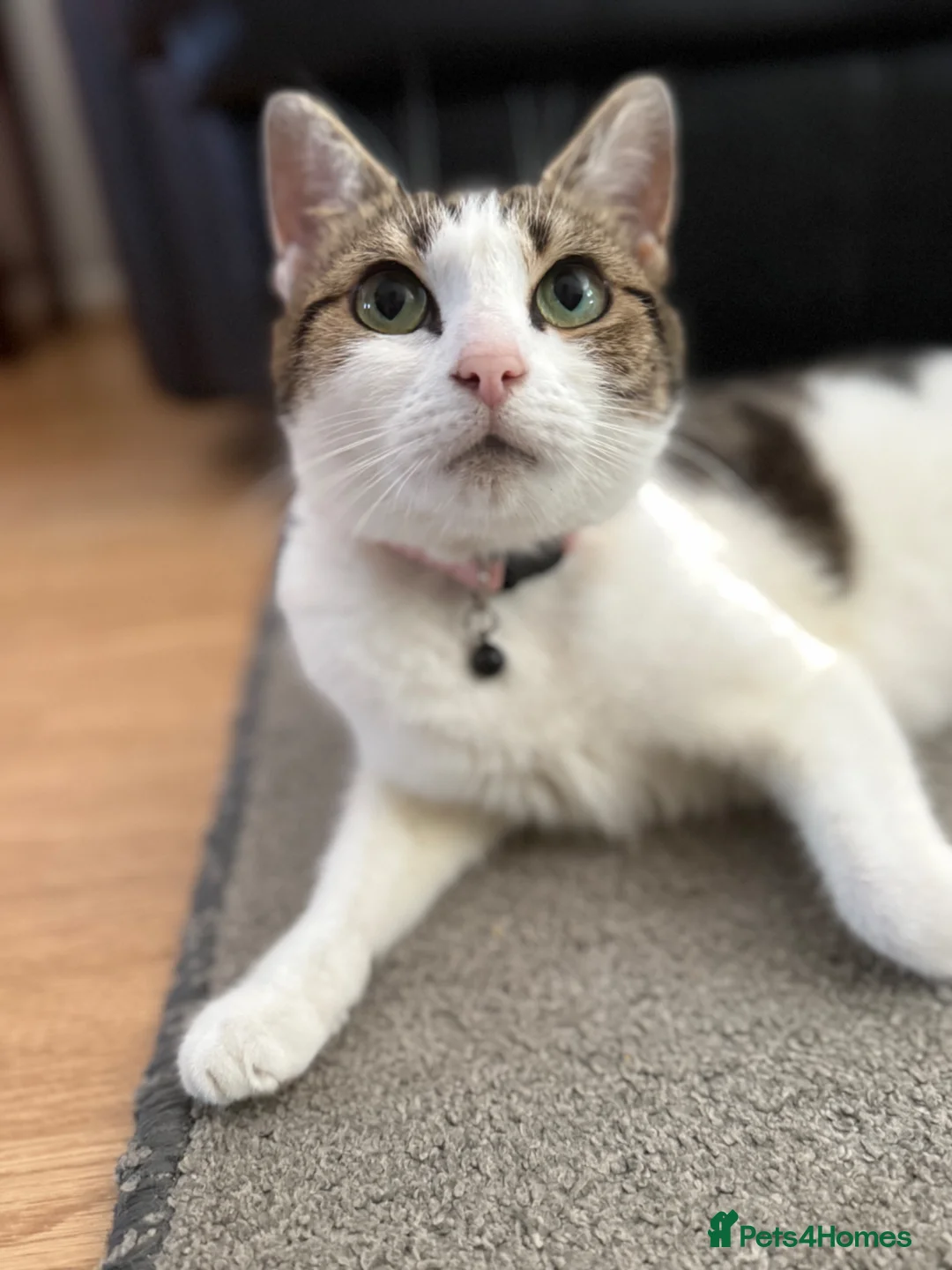 Domestic Shorthair cats for sale: 🐾✨ BEAUTIFUL RARE CALICO/TIGER PATTERN BOYS ✨🐾 - Advert 2