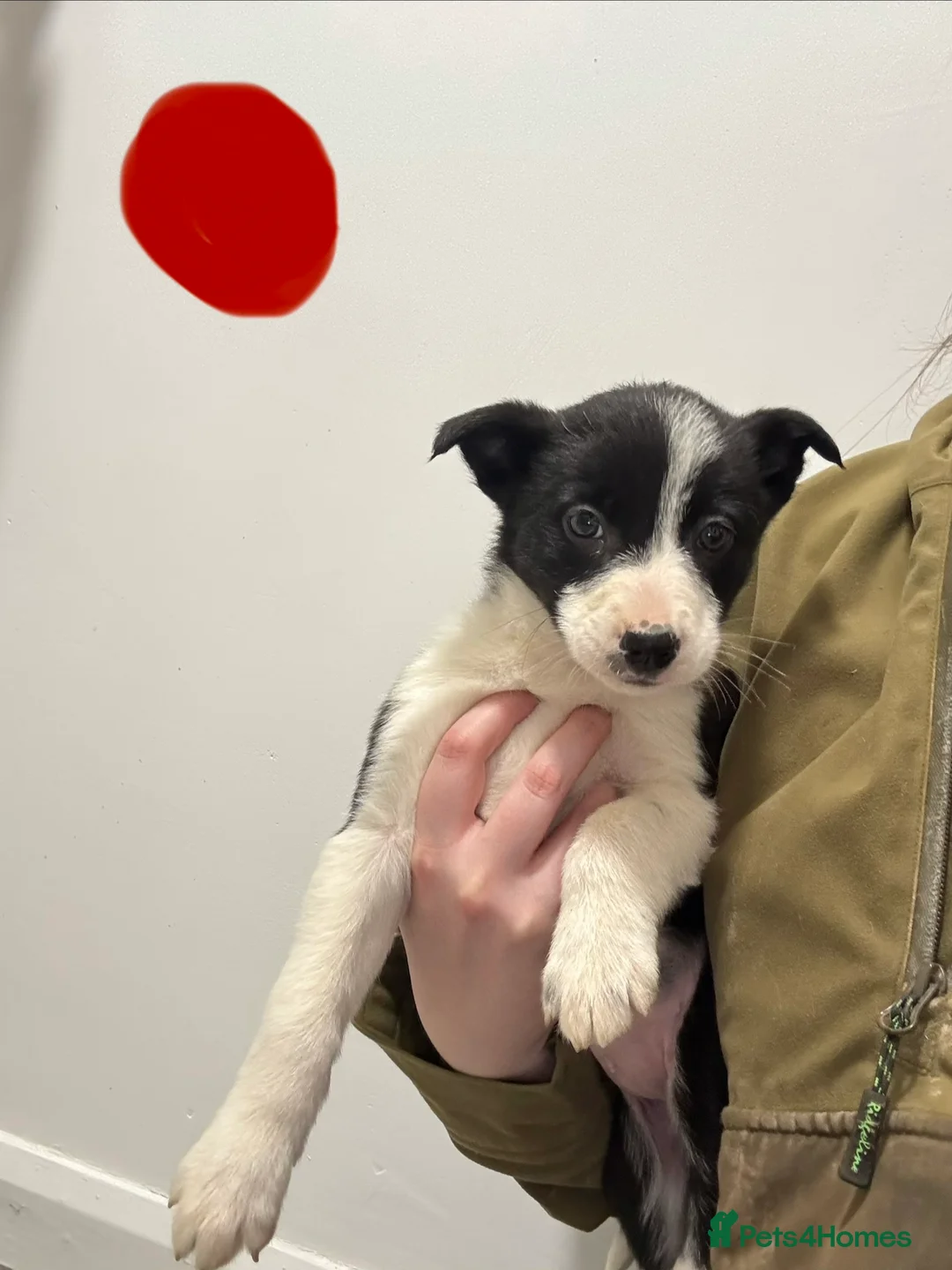 Border Collie dogs for sale: Border Collie puppies for sale - Advert 11