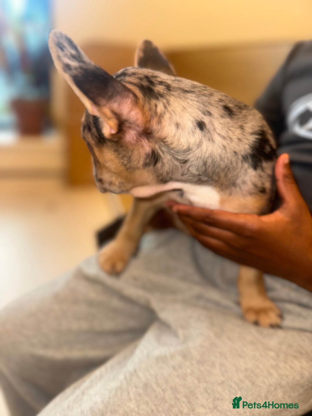 French Bulldog dogs for sale: French bulldog puppies fluffy carriers  - Image 5