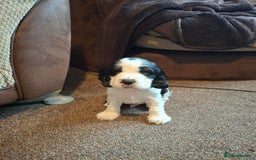 Cocker Spaniel dogs for sale: Beautiful cocker spaniel boys - Image 14