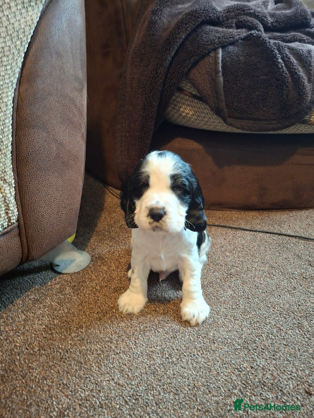 Cocker Spaniel dogs for sale: Beautiful cocker spaniel boys - Image 14