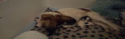 Papillon dogs for sale: KC Registered Papillon Puppies (Ready Soon!) - Advert 8
