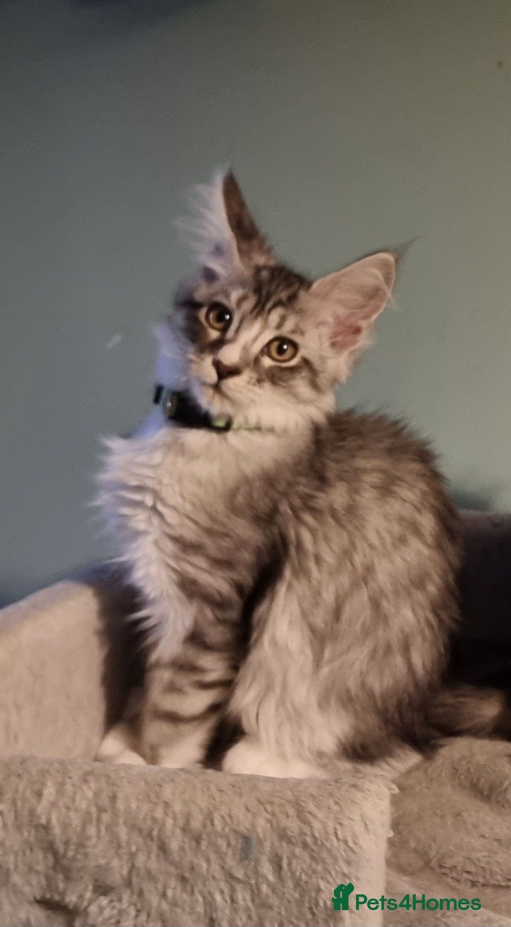 Maine Coon cats for sale: LAST 2 BEAUTYFULL KITTENS Tica Reg.!! - Advert 19