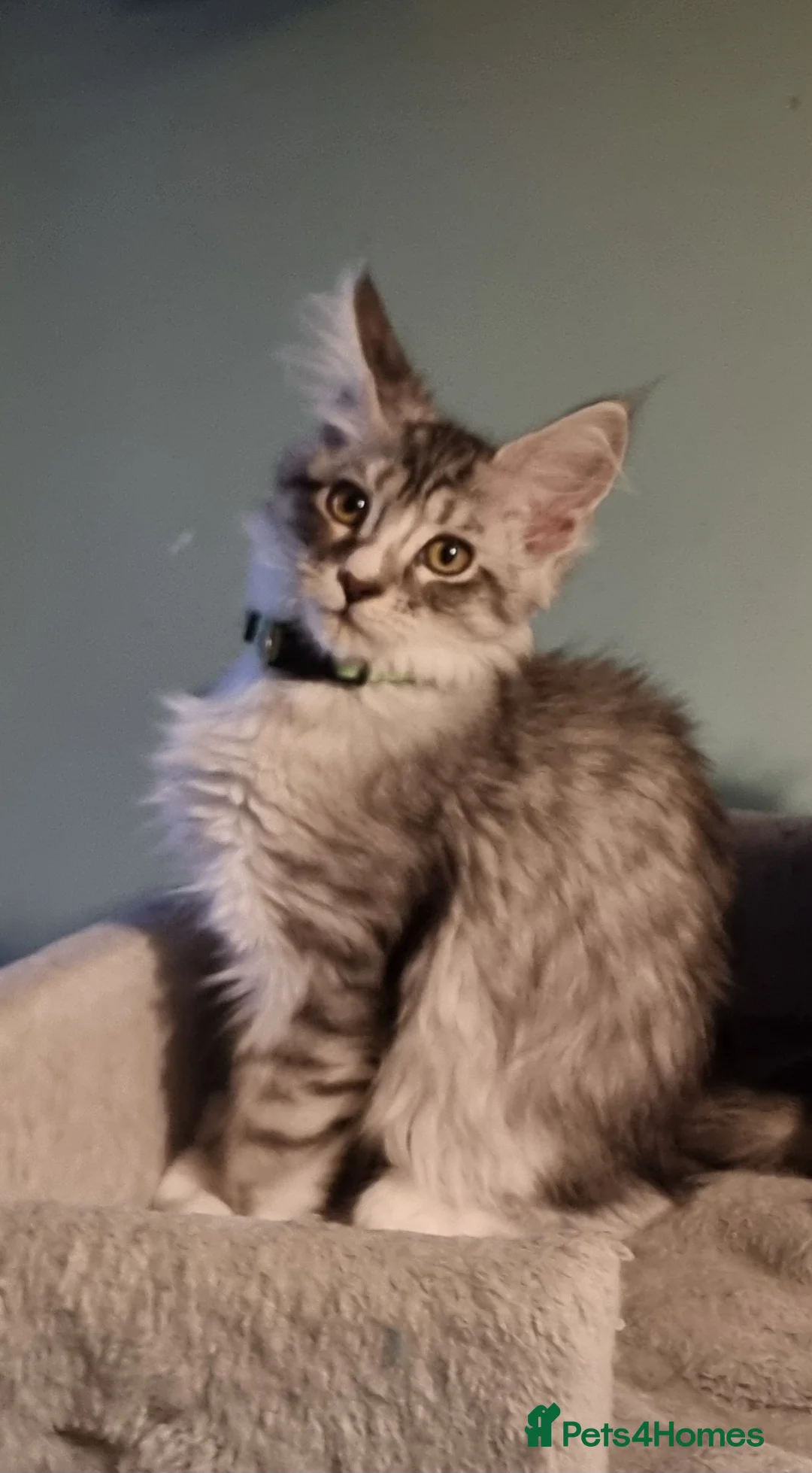 Maine Coon cats for sale: LAST 2 BEAUTYFULL KITTENS Tica Reg.!! - Advert 1