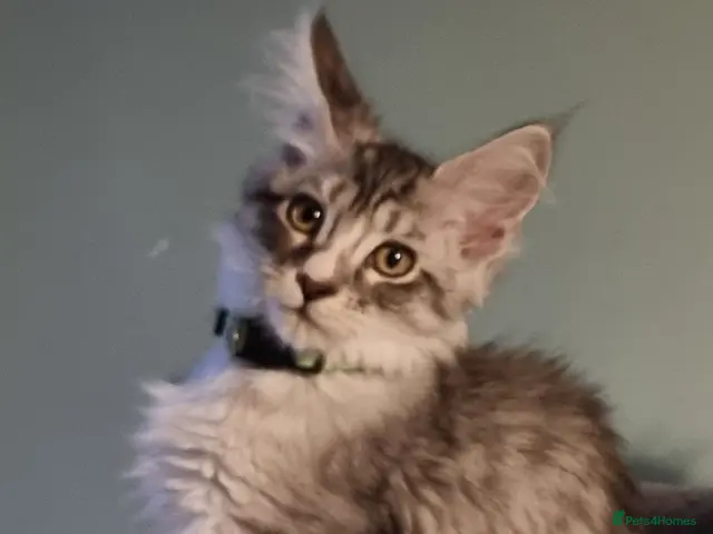 Maine Coon cats for sale: LAST 2 BEAUTYFULL KITTENS Tica Reg.!! - Advert 19