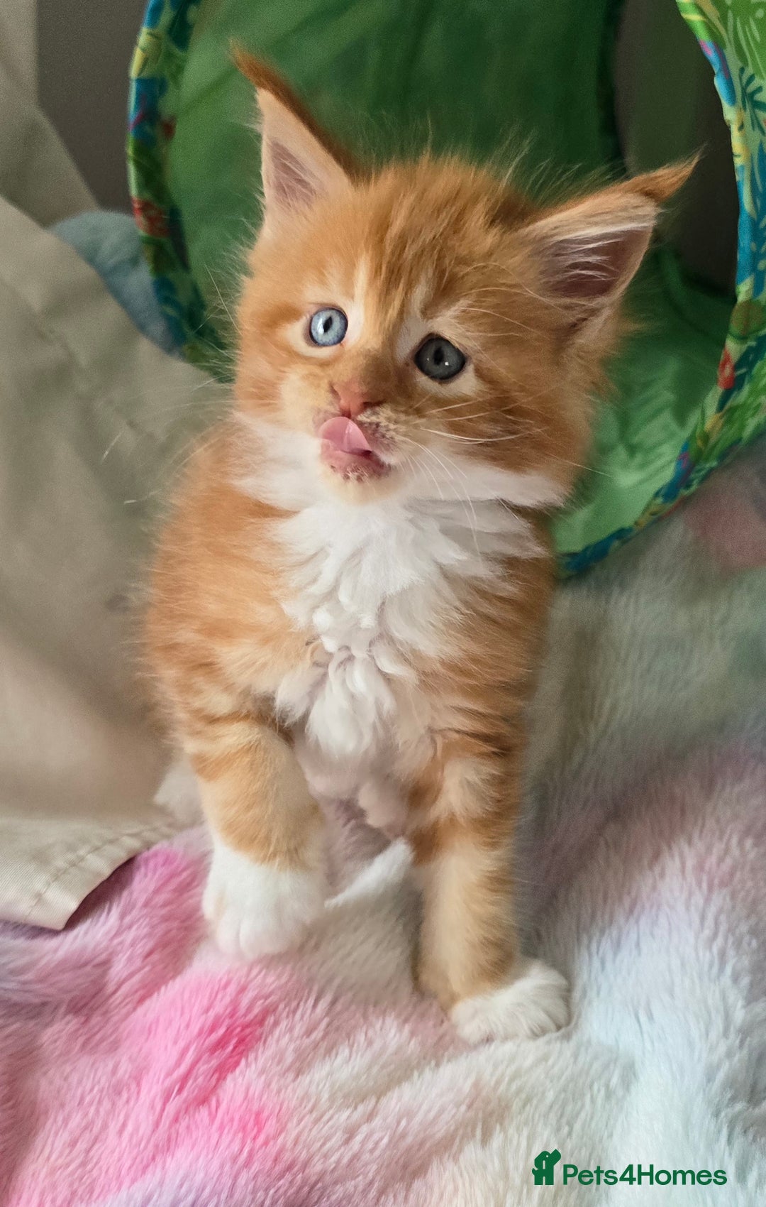 Maine Coon cats for sale: TICA registered pedigree Maincoon kittens - Image 8