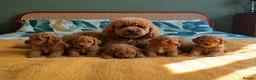 Labradoodle dogs for sale: Beautiful Red Labradoodle Puppies - Advert 2