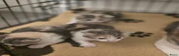 Mixed Breed cats for sale: 2 kittens for sale  - Advert 4