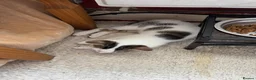 Mixed Breed cats for sale: Kittens for sale  - Advert 2