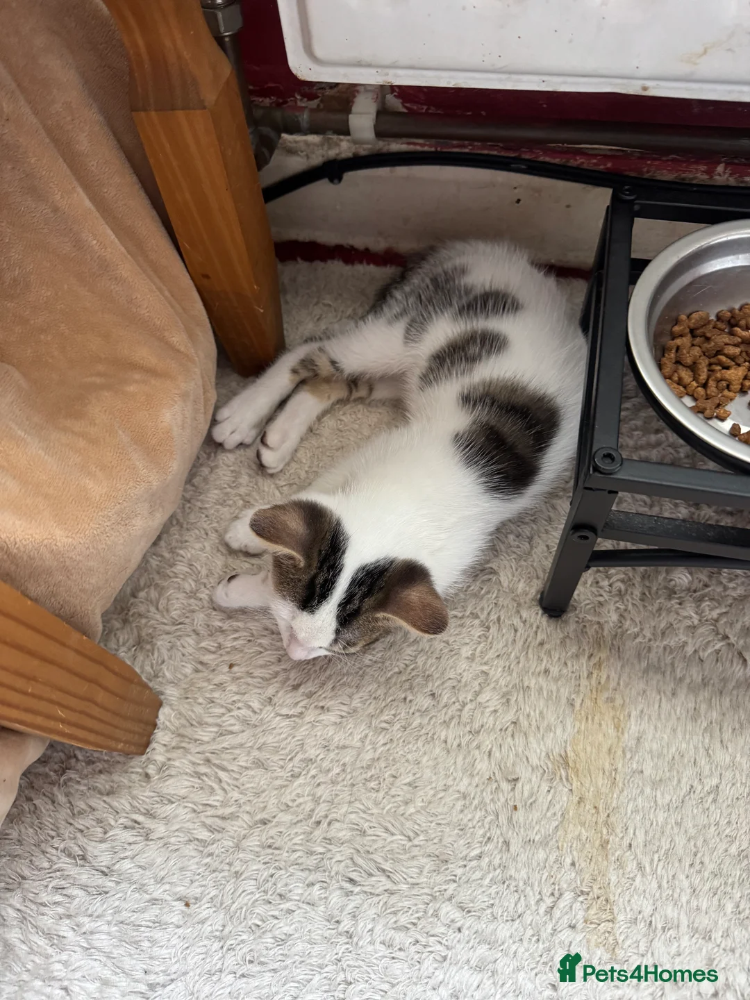 Mixed Breed cats for sale: Kittens for sale  - Advert 2