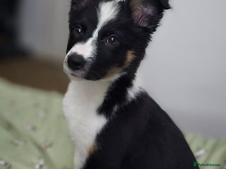 Border Collie dogs Stunning little litter of border collies - Advert 3