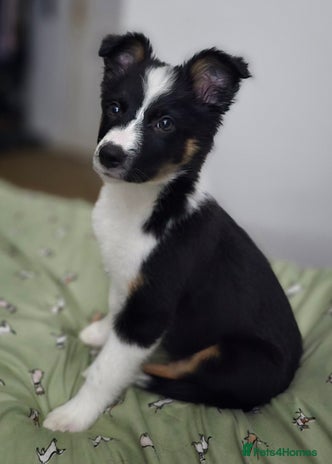 Border Collie dogs Stunning little litter of border collies - Advert 4