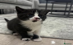 British Shorthair cats for sale: British shorthair kittens  - Image 2