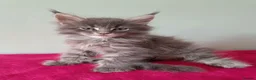 Maine Coon cats for sale: Tica registered Maine coon kittens - Advert 5