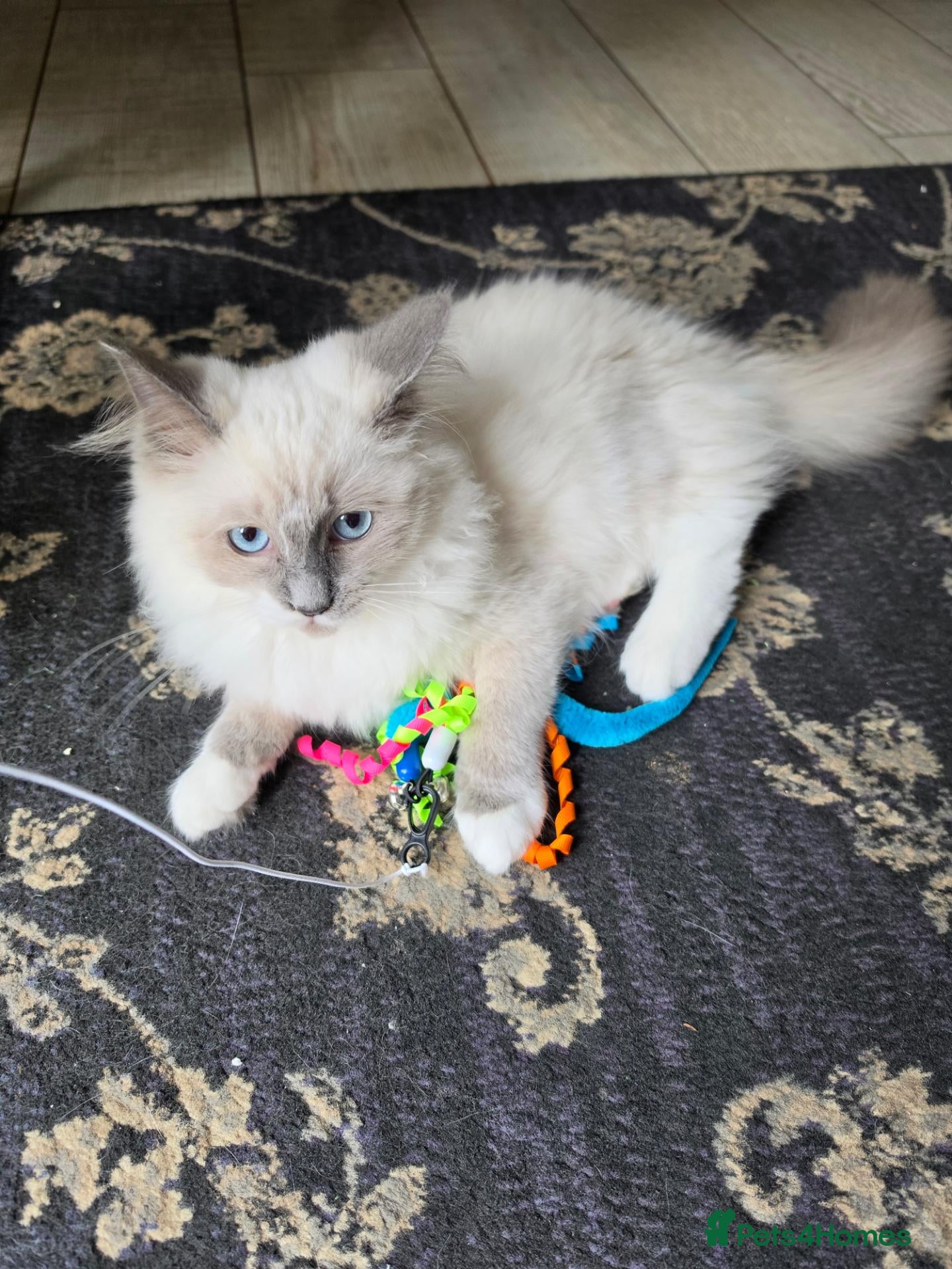 Ragdoll cats for sale: 💙🩵 Champion lines!  💙🩵 - Advert 2