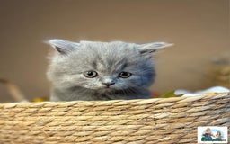 British Shorthair cats for sale: 3 British short hair / long hair kittens  - Image 26