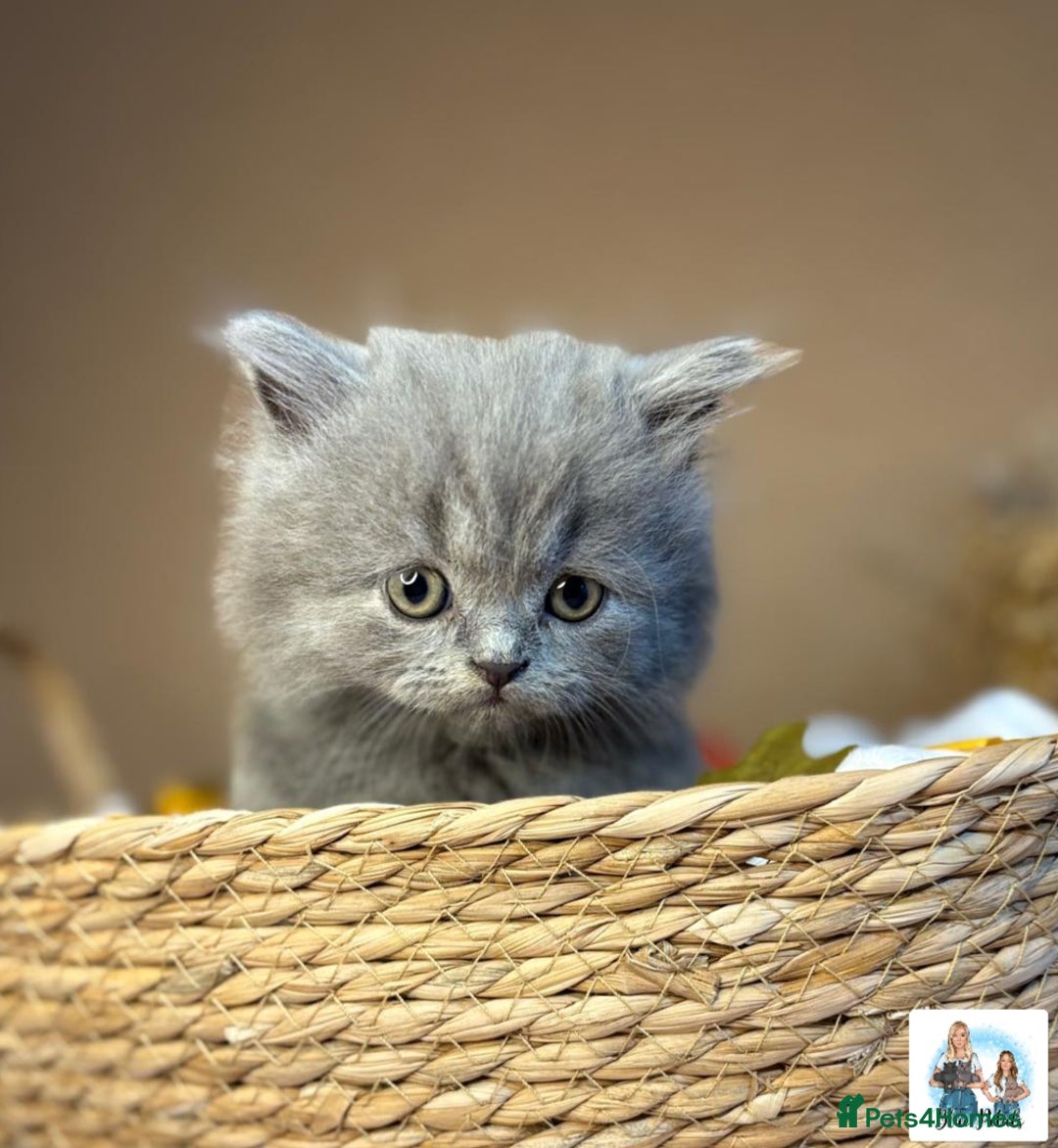 British Shorthair cats for sale: 3 British short hair / long hair kittens  - Image 26