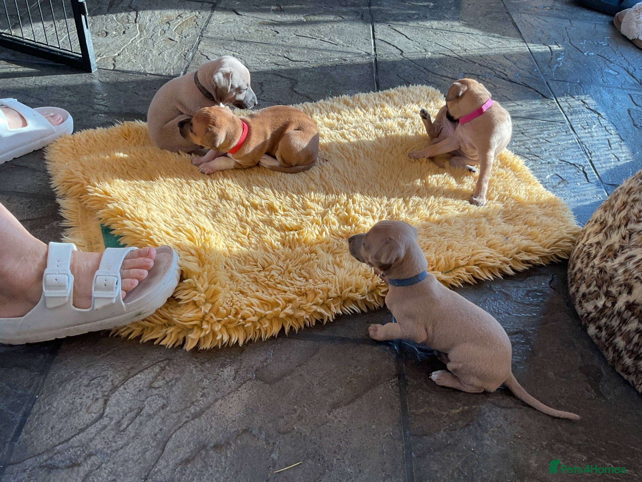 Italian Greyhound dogs Gorgeous Kc reg Italian greyhound  - Advert 14