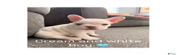 French Bulldog dogs for sale: french bulldogs ready next week  - Advert 13