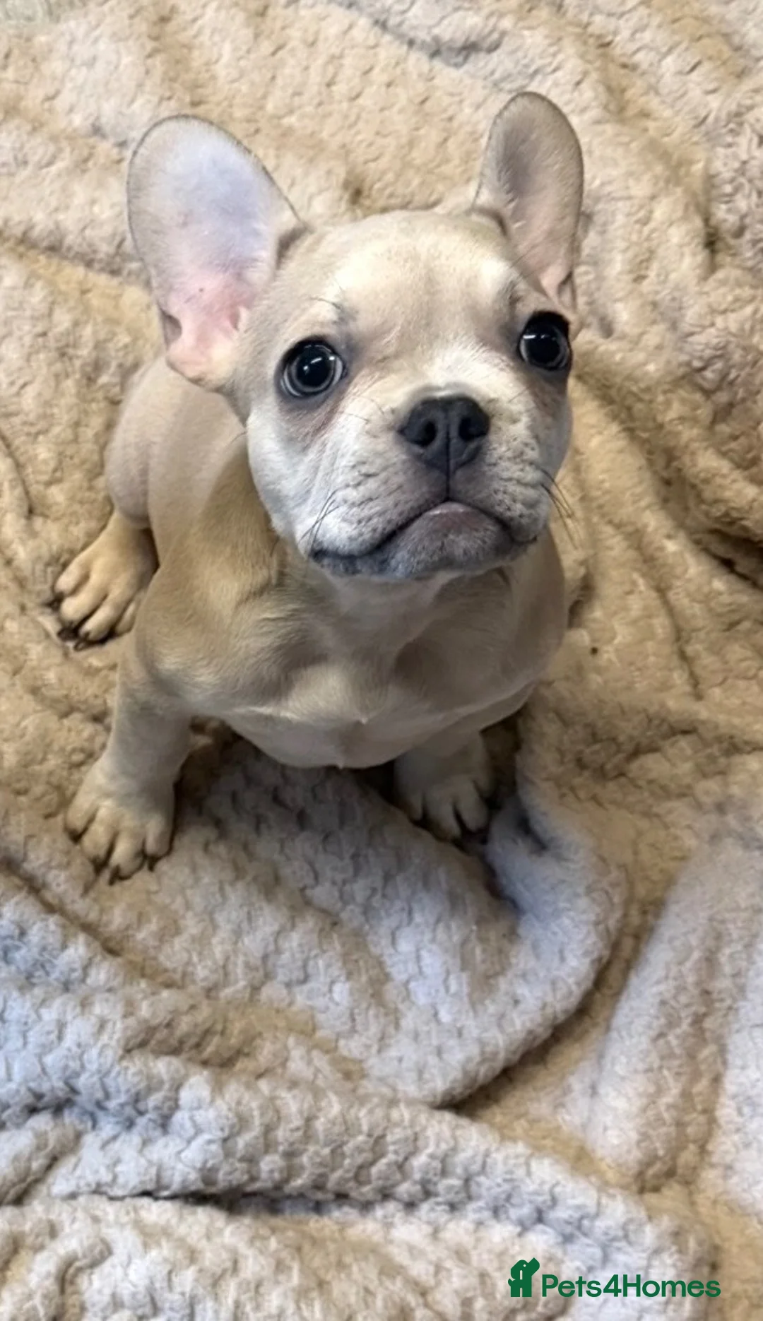 French Bulldog dogs for sale: 2 beautiful French bulldogs  - Advert 2