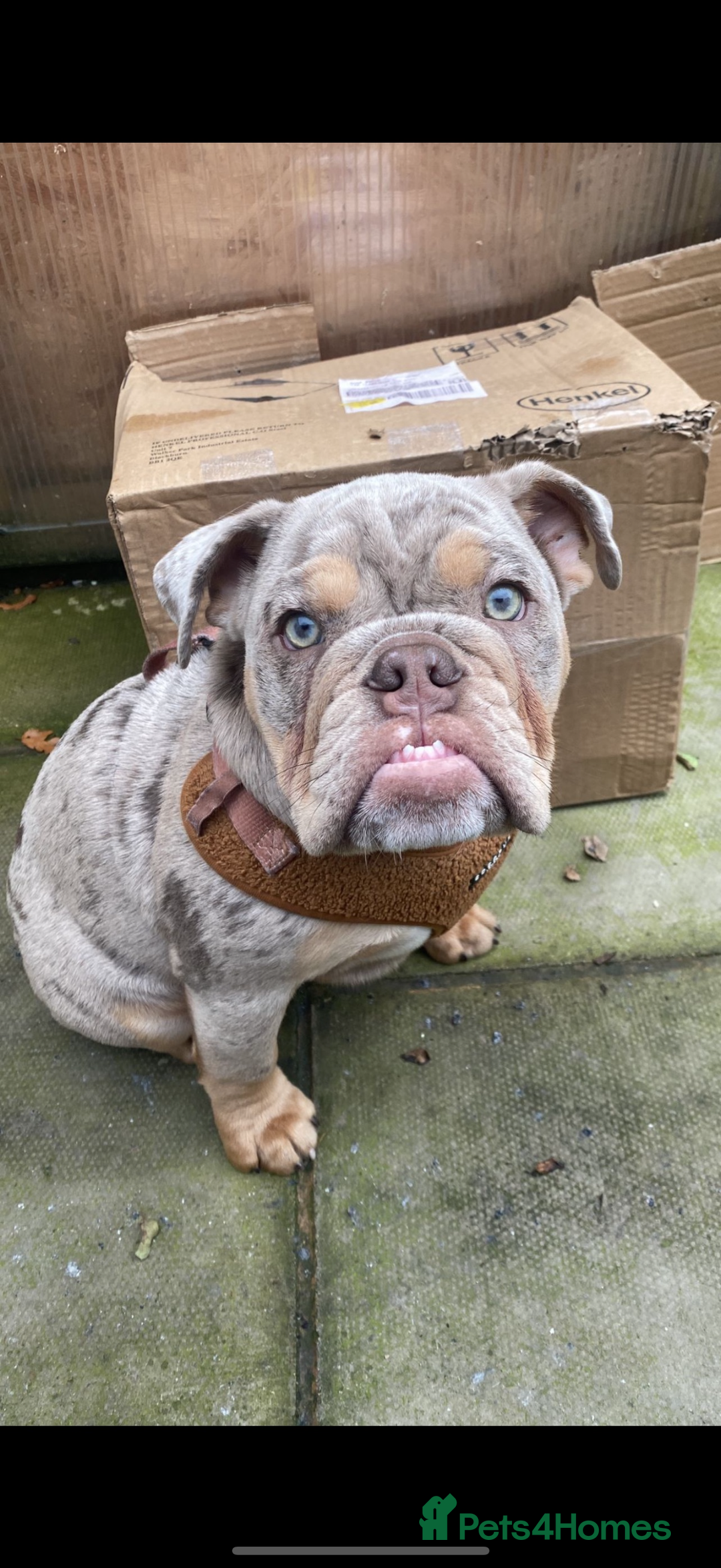 English Bulldog dogs for sale: Beautiful male bulldog - Advert 1