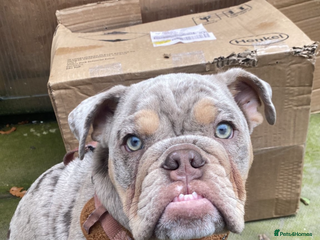 English Bulldog dogs Beautiful male bulldog - Advert 1