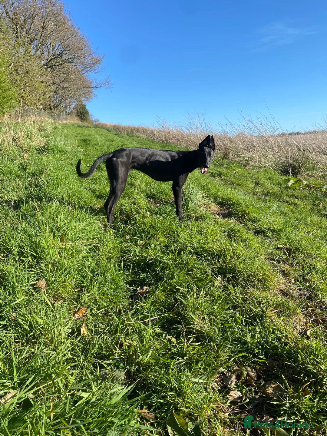 Mixed Breed dogs for sale: Jet (collie x grey) in Lancaster - Advert 1