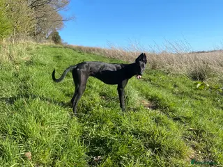 Mixed Breed dogs Jet (collie x grey) - Advert 3